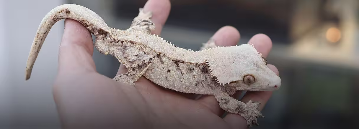 보바, 초초, 고퀄트라이. 예쁜 호수 뷰까지
'퀄리티에 감성을 더하다' 디어렙 천안점 OPEN!