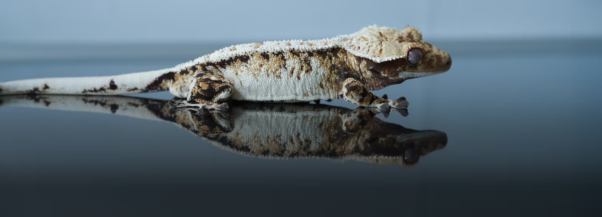 트익할은 라이언게코
라이언게코 / 라이언렙타일