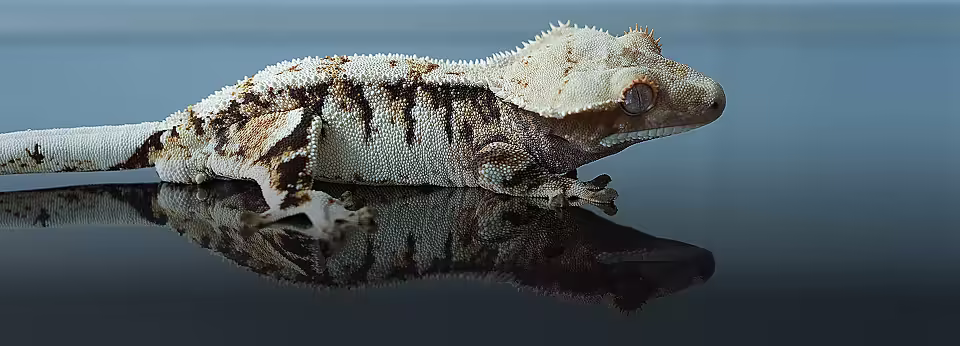 트익할은 라이언게코
라이언게코 / 라이언렙타일