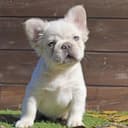 엘리트 브리더를 위한 하이엔드
크레스티드 게코 전문 브리더 칼리