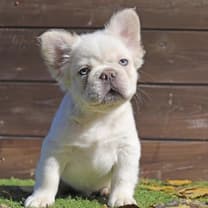 엘리트 브리더를 위한 하이엔드
크레스티드 게코 전문 브리더 칼리