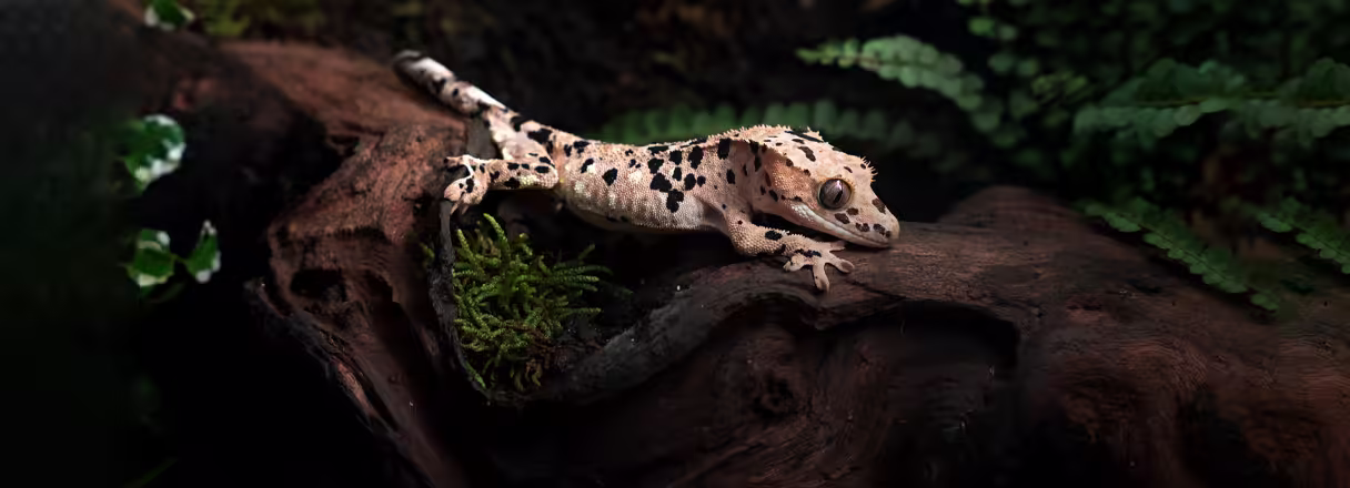 슈달 핫 스팟 크레버디!
슈퍼 달마를 찾는다면 Click!