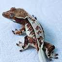 pet