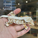 pet