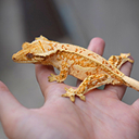 pet