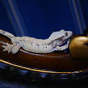 pet