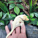 pet
