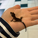 pet